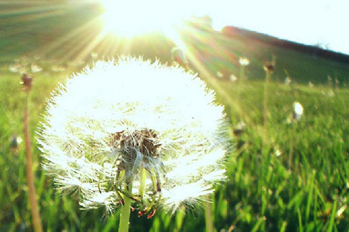 Cay Bo Cong Anh Co Tac Dung Gi