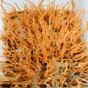 Dong Trung Ha Thao Nhong Tam Tuoi 100g 0